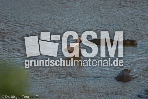 Flusspferd (58 von 104).jpg